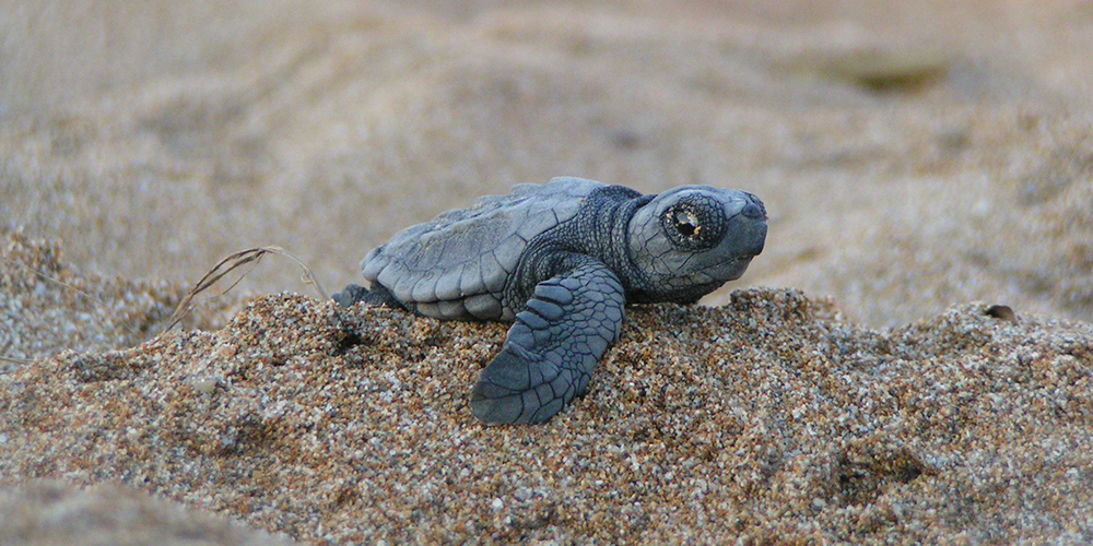 out-turtles