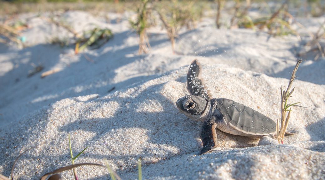 sea turtle nesting season summer bald head island vacation rentals