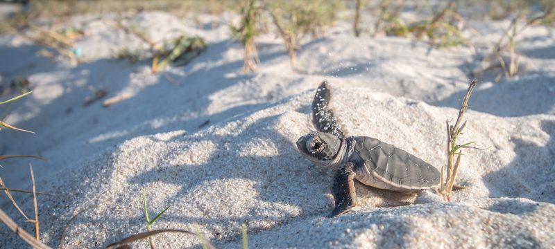 sea turtle nesting season summer bald head island vacation rentals